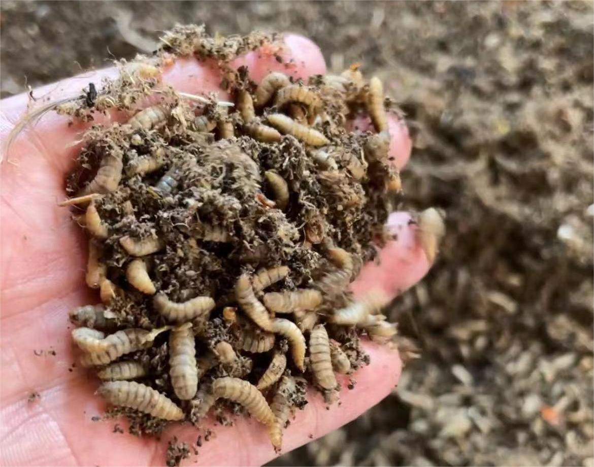 優質牧草種植，黑水虻養殖技術推廣—河南德佳飼料公司在養殖行業中，推進降本增效新革新。